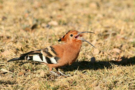 African Hoopoe, Etosha, Namibia